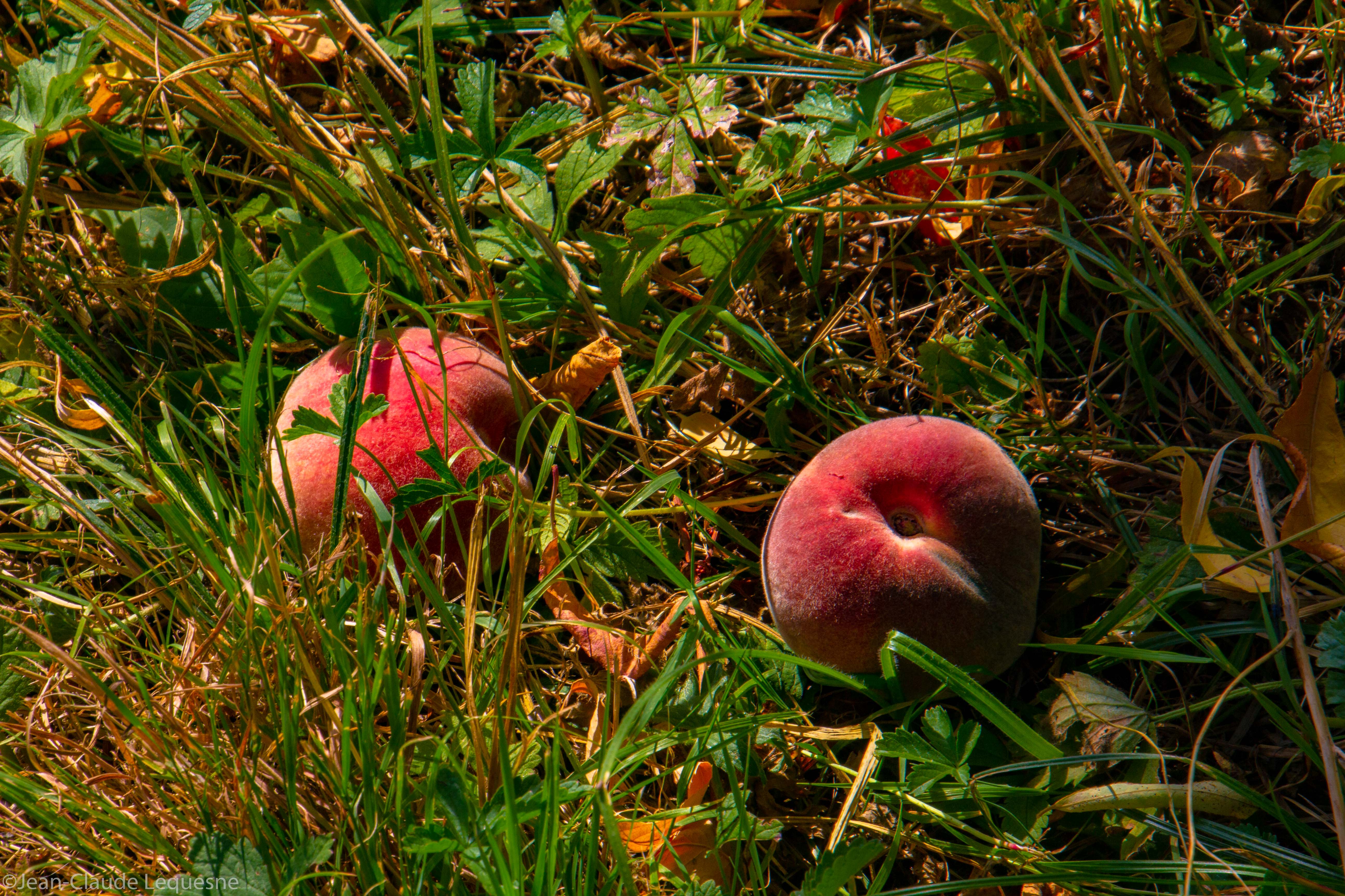 Pêche de vigne Micheline